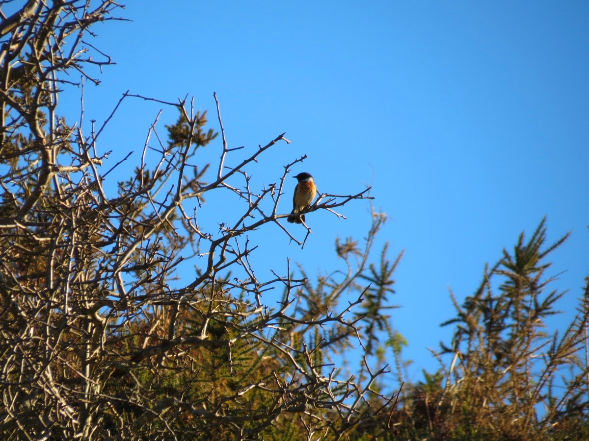 Tarier pâtre vu sur un épineux durant le confinement